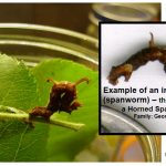 Example of an inchworm (spanworm/looper) (Geometridae family)