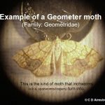 Example of a moth in the Geometridae (inchworms) family of moths.