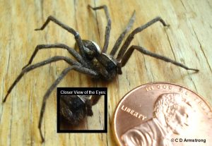 a Nursery Web Spider (very similar to Wolf Spiders)
