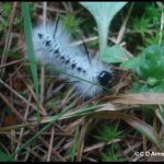 a picture of a Hickory Tussock moth caterpillar