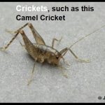 A Camel Cricket