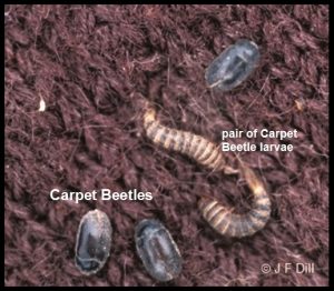 Photo of two carpet beetle larvae and three adult carpet beetles on a piece of carpeting.