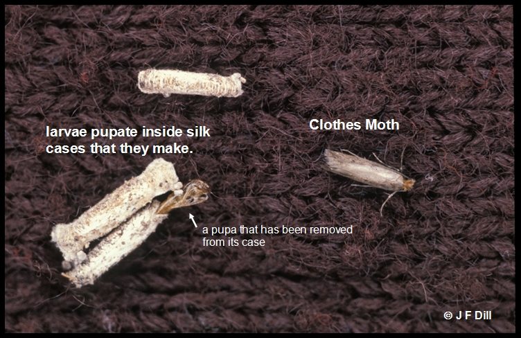 Clothes Moths / Fungus Moths - Home and Garden IPM from Cooperative  Extension - University of Maine Cooperative Extension