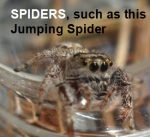Photo of a Jumping Spider, representing spiders in general as being beneficial