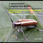 Example of a Longhorned Beetle (so-named because of their very long antennae; this one shown here is a Roundheaded Apple Tree Borer)