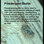Powderpost Beetle