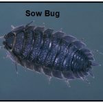 a Sow Bug