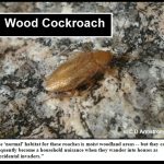 A male Pennsylvania Wood Cockroach