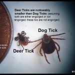 photo of a deer tick next to a dog tick (both are unfed or non-engorged, and both are beside a US penny for relative size comparisons)