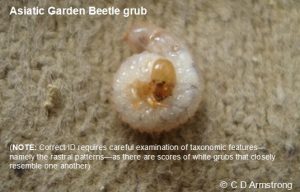 an Asiatic Garden Beetle Grub