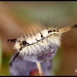 Picture of a tussock moth caterpillar