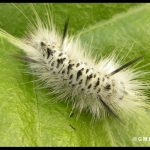 a Hickory Tussock Moth Caterpillar (Larva -- early stage)