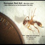 a European Red Ant (also referred to as the European Fire Ant)