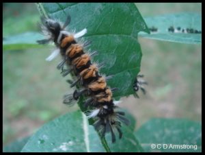 a Milkweed Tussock Caterpillar, or Milkweed Tiger Moth