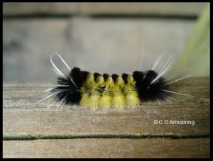 A Spotted tussock moth caterpillar (one species of several that are found in the Tussock family)