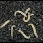 Corn Rootworm Larvae (photo)
