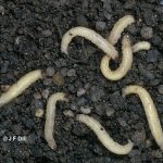 Photo of seven corn rootworm larvae in the soil