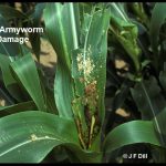 Corn leaves damaged by Fall Armyworm larvae