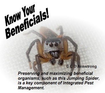 Picture of a Jumping Spider, with the words: Know Your Beneficials and a note below that states that preserving and maximizing beneficial organisms, such as this Jumping Spider, is a key component of Integrated Pest Management.