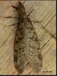 a female dobsonfly