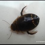 a Predaceous Diving Beetle