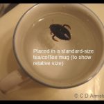 Predaceous Diving Beetle inside a standard-sized tea/coffee cup.
