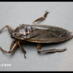a Giant Water Bug (also called a Toe-biter)