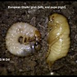 a grub and pupa of the European Chafer species of scarab beetle