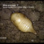 a White grub pupa in the soil (The grubs pupate 2 to 5 inches deep in the soil)