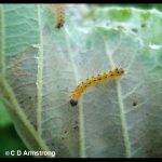 a Fall Webworm caterpillar