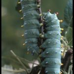 Pair of Cecropia Caterpillars