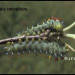 a pair of cecropia caterpillars