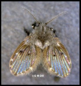 Photo of a Drain Fly (also called a Moth Fly)