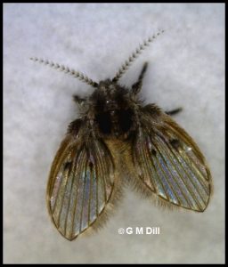 a Drain Fly (also called a Moth Fly)