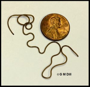 a Horsehair worm and a US penny for scale purposes