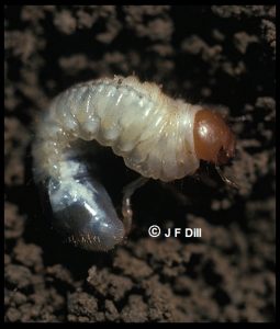a June Beetle Grub