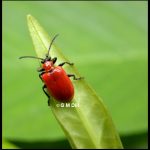 Photo of a Lily Leaf Beetle