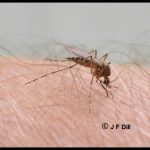 a Mosquito Biting a person