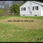 White Grub damage to a lawn