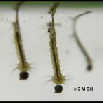 Photo showing three mosquito larvae
