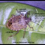 a Brown Marmorated Stink Bug (BMSB) adult, with labels pointing out the rounded shoulders it has, as well as the white bands that it has on the antennae -- the white bands stretch across the gap between the two outermost segments of the antennae
