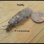 Photo of a Fishfly adult (July 16th, 2016; central Maine)