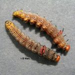 Red-humped Caterpillars