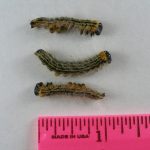 Yellownecked Caterpillars (photo courtesy of J. St. Clair; August 14, 2013)
