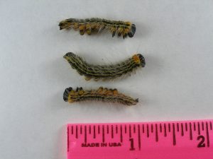 Yellownecked Caterpillars (photo courtesy of J. St. Clair; August 14, 2013)