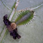 larva of a Tortoise Beetle; Photo courtesy of G. Dill, staff