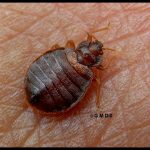 Photo of an adult bed bug on a person
