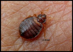 https://extension.umaine.edu/home-and-garden-ipm/wp-content/uploads/sites/43/2013/12/Bed-Bug-byGMDill-300x217.jpg