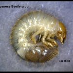 a Japanese Beetle Larva/Grub
