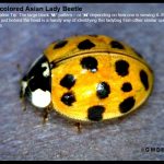 Closeup of a Multicolored Asian Lady Beetle with the following ID tip written on the photo: The large, black 'W' or 'M' pattern (depending on orientation) that can be seen just behind the head is a handy way of identifying the Multicolored Asian Lady Beetle from other species of ladybugs.